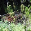 Plants: image 72 Of 208 Thumb